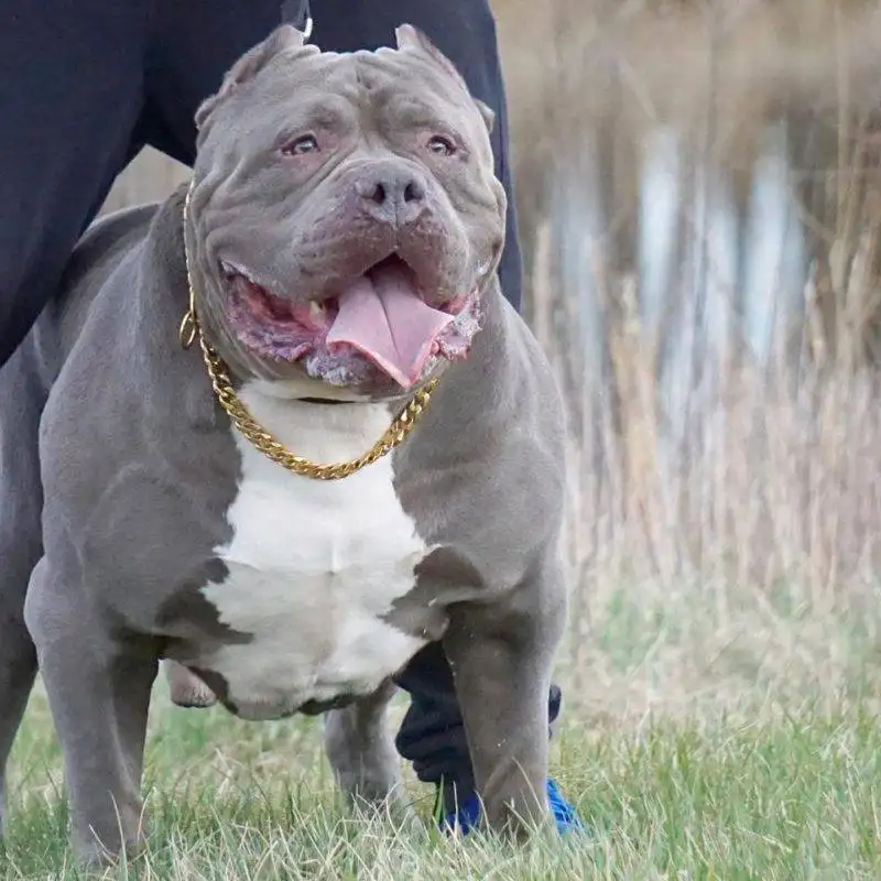 PUPPY PIT BULLS FOR SALE